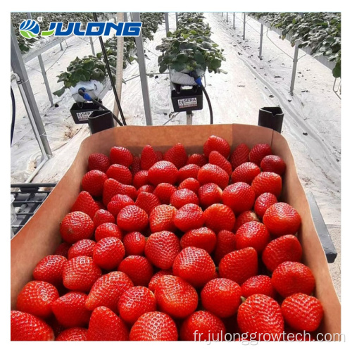 Fraises Système de culture hydroponique en verre serre en verre